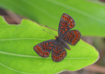 Little Metalmark